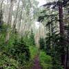 Aspen groves along the Grizzly Helena Trail.