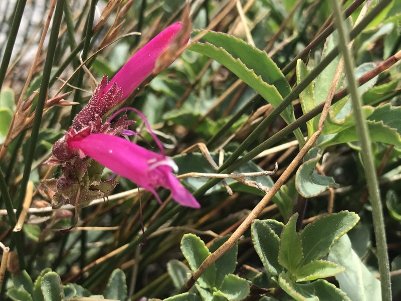 Life thrives on Lembert Dome.