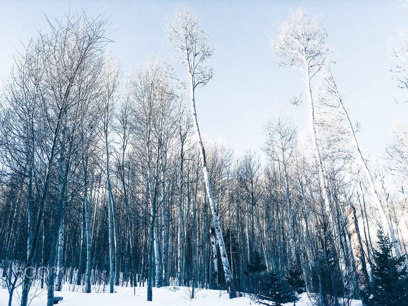 Wintertime aspens become covered in snow in this area.