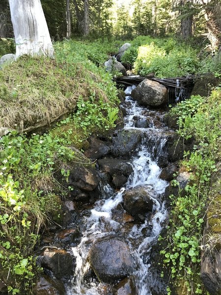 One of the beautiful small streams in the area (early July).