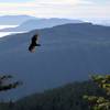 Bird soaring over North Butte viewpoint.