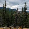 View of Mount Rosa from Pipeline Trail (#668).