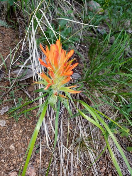 Beautiful flora is alongside the trail like Indian Paintbrush, Wild Primrose, Blue Columbine, and Yellow Yarrow.