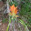 Beautiful flora is alongside the trail like Indian Paintbrush, Wild Primrose, Blue Columbine, and Yellow Yarrow.