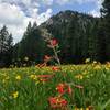 Plenty of wildflowers early in the summer.