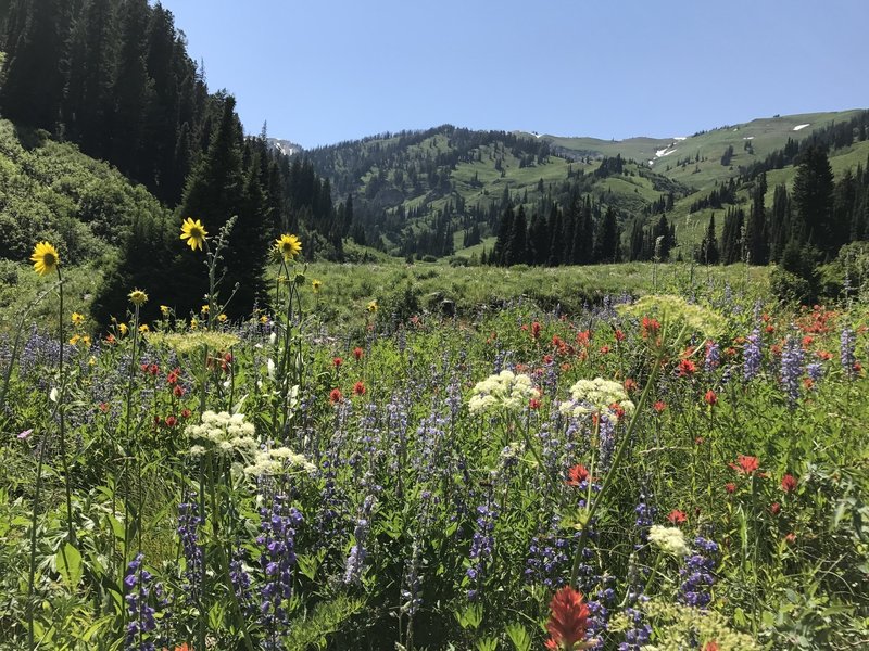 Wildflowers galore in the early summer, especially in the lower sections of the canyon.