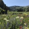 Wildflowers galore in the early summer, especially in the lower sections of the canyon.