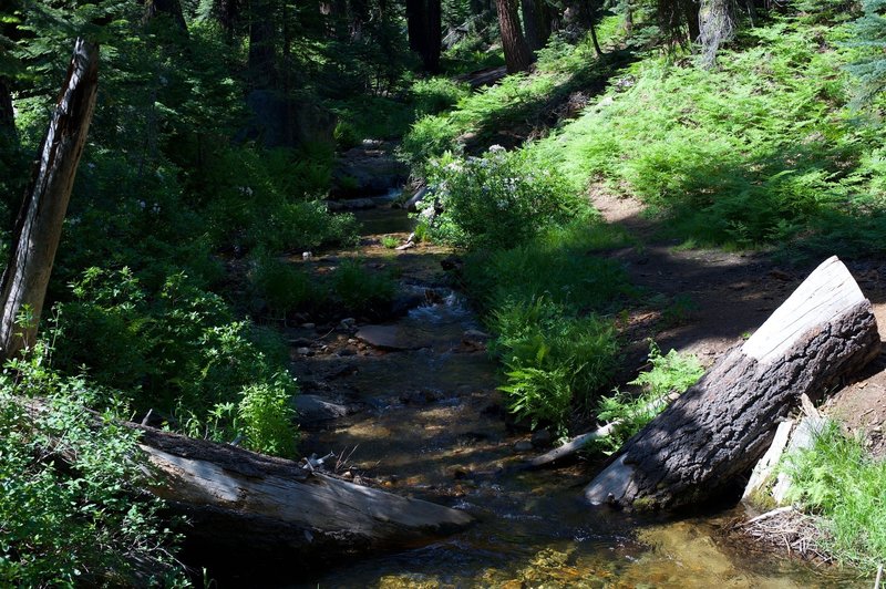 Indian Creek crosses the North Rim Trail during early summer after a large snowpack.