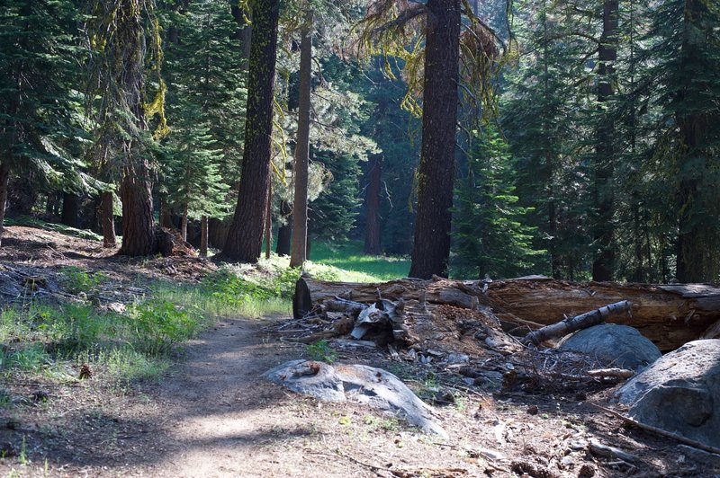 The trail follows Lehamite Creek as it climbs through the forest.