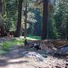 The trail follows Lehamite Creek as it climbs through the forest.