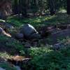 A small feeder creek feeds into Lehamite Creek. Lush vegetation is seen in areas where there is water, as well as mosquitoes.