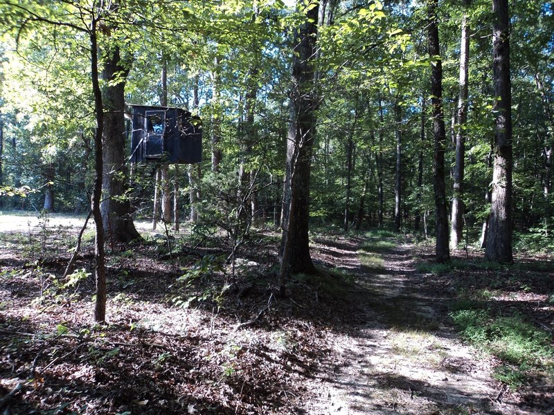 A deer blind within a hundred yards of Wallyworld? A fort for the kids? A lookout for nazi spies? Who knows? This cool little aerie actually overlooks a small plot of well-tended cornina!