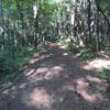 Not, it's not the most scenic trail in Tennessee, but there's just something sublime about a path through the woods, covered with pine needles, plenty of shade on a hot day...