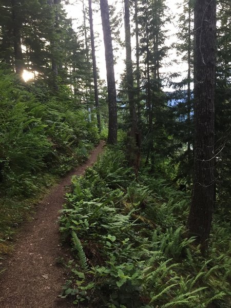 Between the root-drops and rock outcroppings, the singletrack is smooth and easy going.