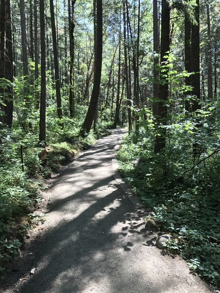 Near beginning of trail to Susan Creek Falls.