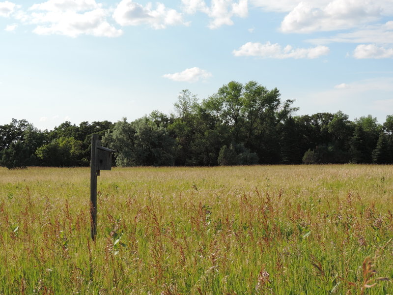 There are many bird feeders along the Eco Loop to view birds.