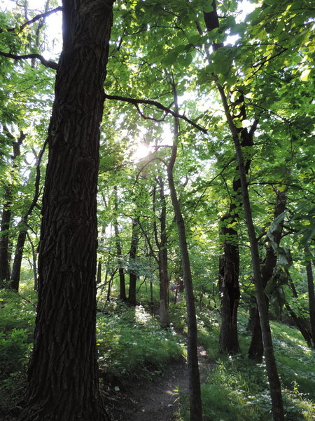 Lovely view of the wooded trail along the Cattail Trail.