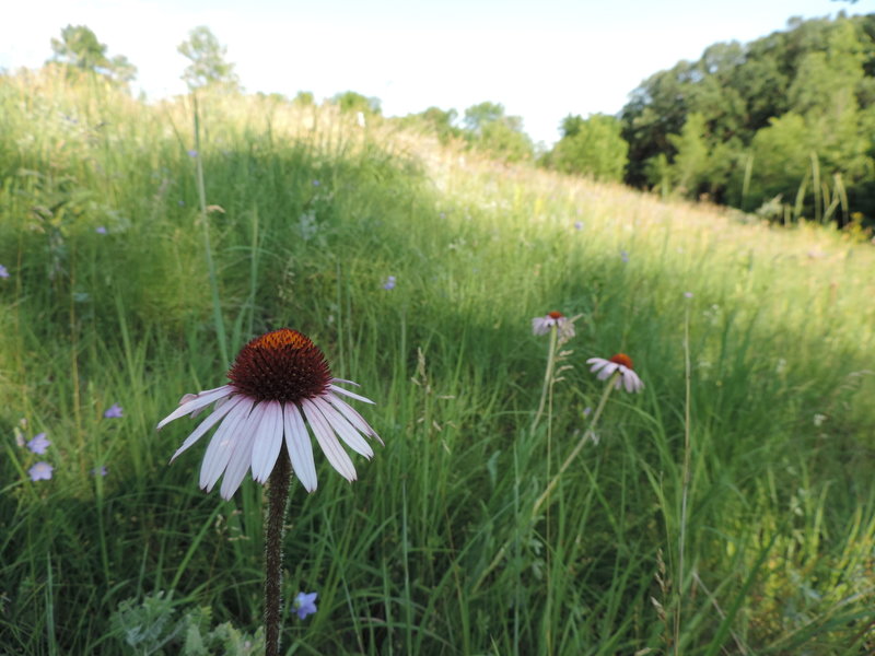 There are lots of beautiful flowers along the trails.