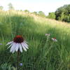 There are lots of beautiful flowers along the trails.