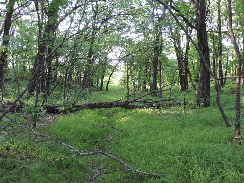 Canopy of tress coming over a little creek heading to the main river.