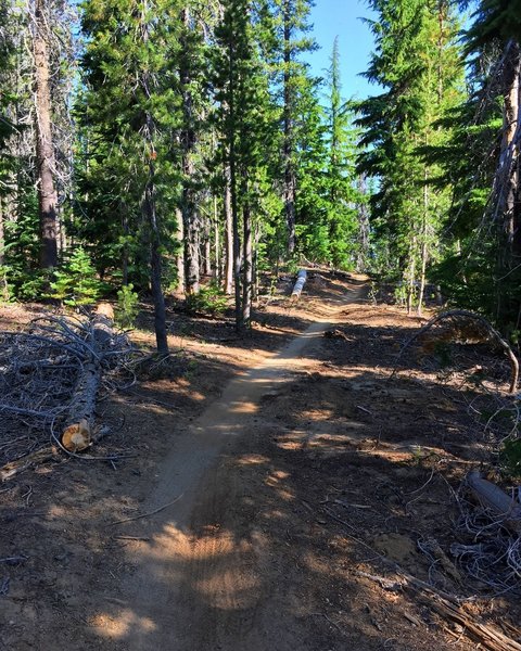 Nice singletrack through the trees.