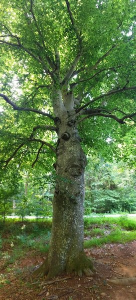 Massive beech tree