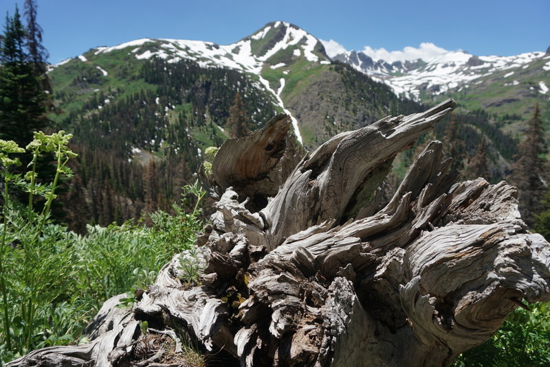 Interesting photo ops adorn the trails throughout the Weminuche Wilderness.