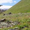 Wildflowers add wonderful color to the sea of green grass.