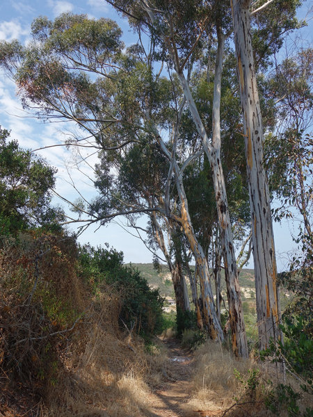 Eucalyptus trees line the drop to Little Shaw Valley