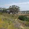 Eucalyptus trees line the drop to Little Shaw Valley