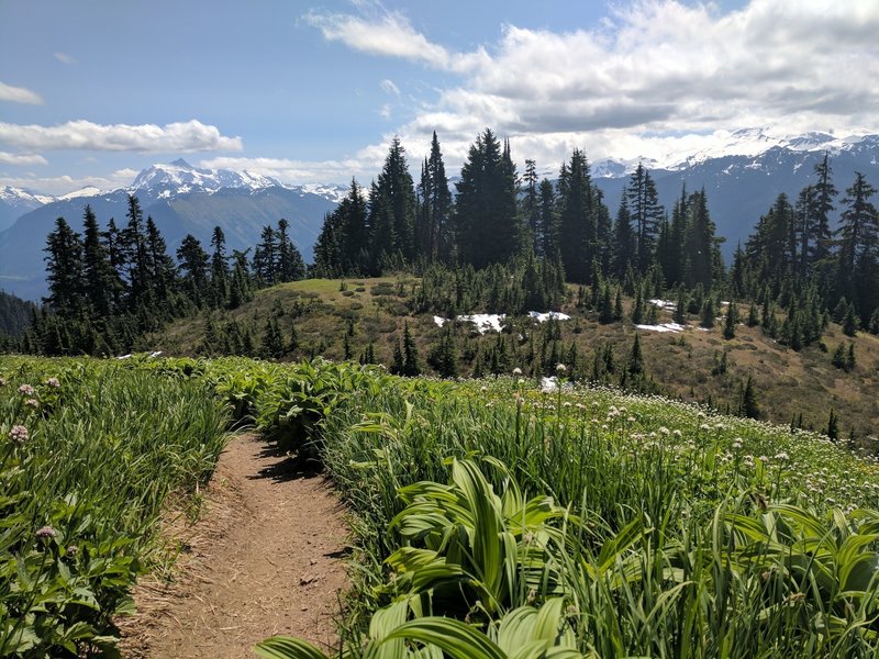 Mt Shuksan from the meadow