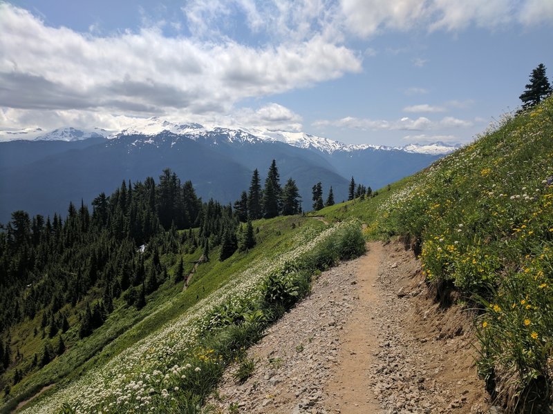 Mt Baker (in the clouds), wildflowers and nice trail through the meadow