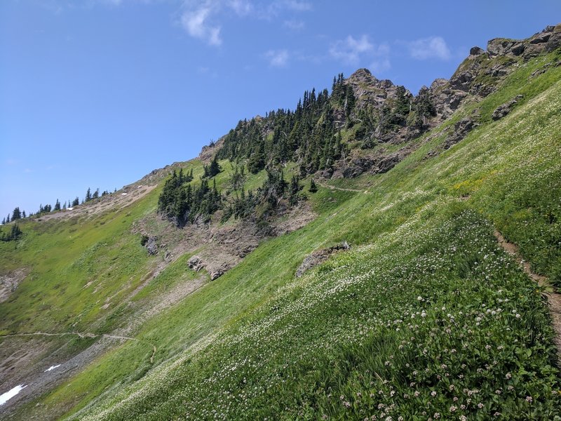 Wide open meadow with the peak in view