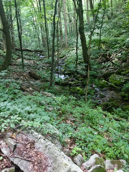 Spring-fed stream on Mountain View Trail