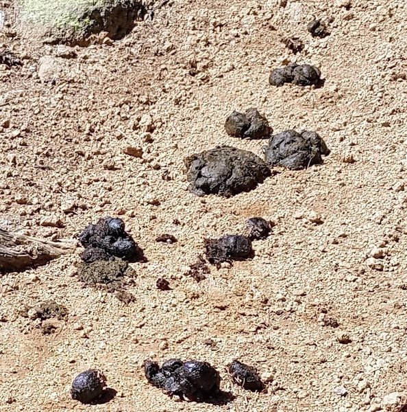 Bear Scat on the trail. Keep an eye out, make noise as you head down the trail, and bring bear spray!