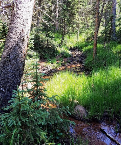 Spring on trail. Bear activity nearby.