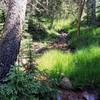 Spring on trail. Bear activity nearby.