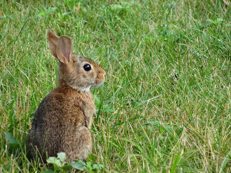 Bunny rabbit on grass path