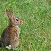 Bunny rabbit on grass path