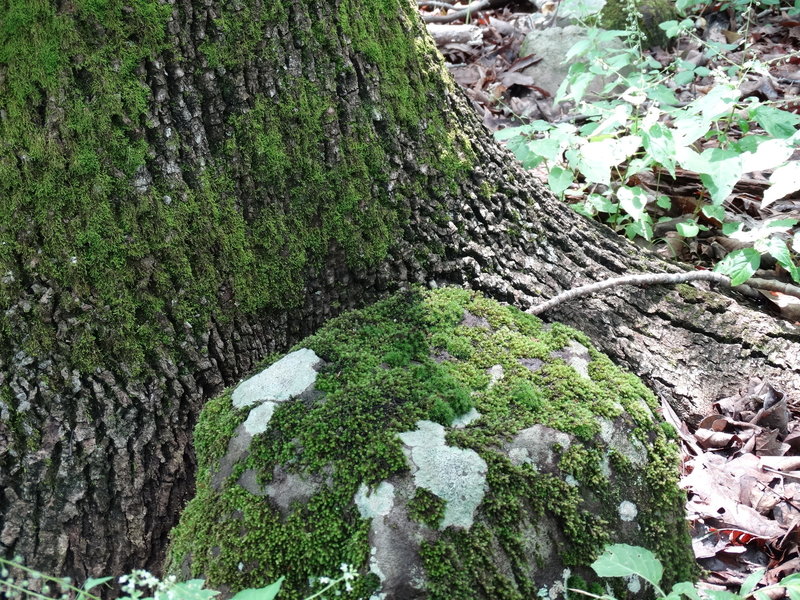 Beautiful! Moss covered tree base and rock