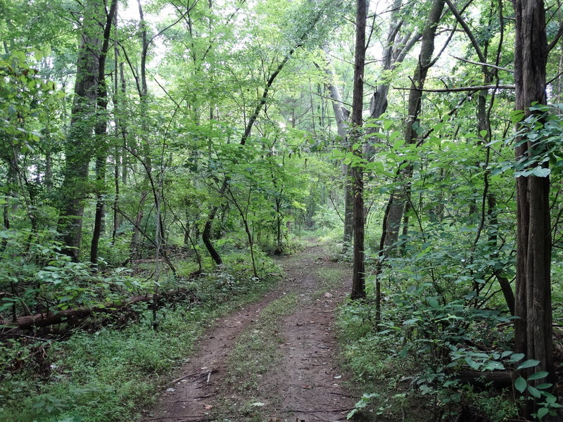 Beautiful stroll through the woods.