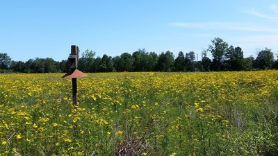 Tickseed in the summer fields
