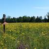 Tickseed in the summer fields