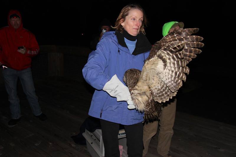 Owl release at Leopold's Preserve