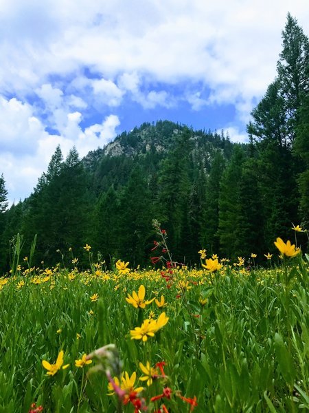 Heading onto the Cabin Cr. trail off of the Big Elk Cr. trail are fields of flowers in early summer.