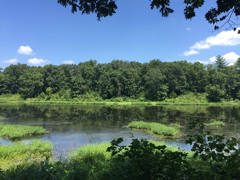 Lake Buteo