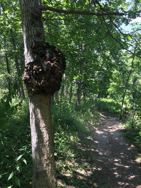 Tree along trail.