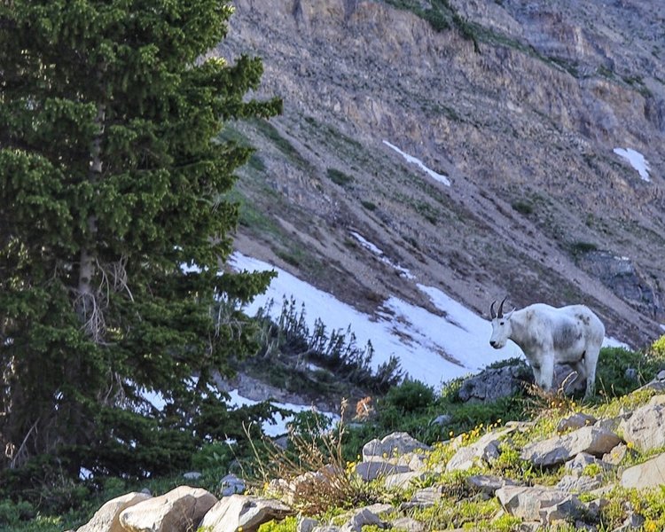 Mountain goat grazing in Timpanogos Basin. We came face to face with him on the way down along the forest trail as we all sought cover from the hailstorm.