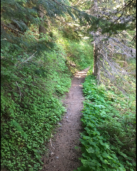 A favorite part of this trail: soft shaded singletrack.