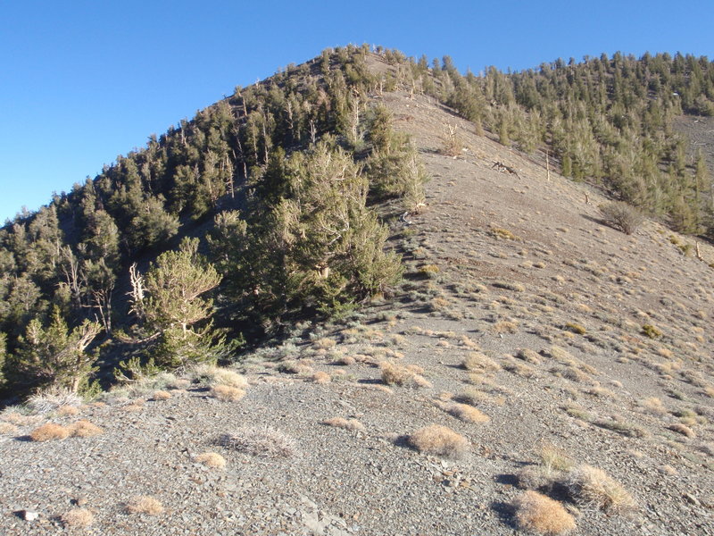 View south from Forgotten Pass. Some small campsites in the trees to the left.